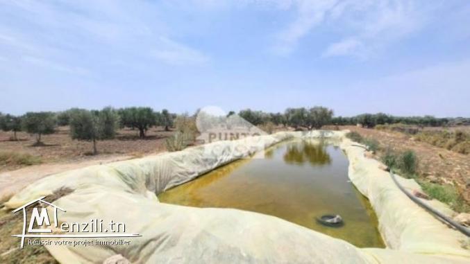 A vendre  Terrain agricole à Bekalta – Chaibat