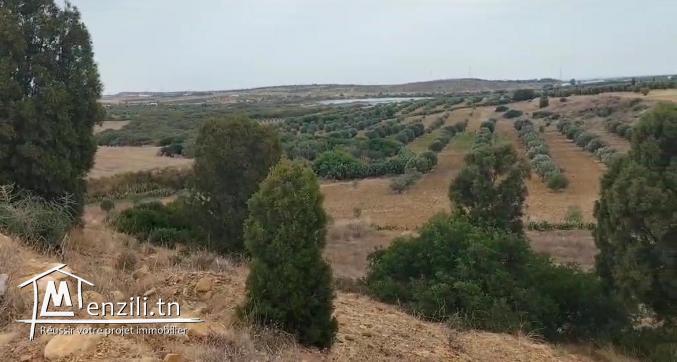 Terrain à vendre – Hammamet (El Menchar)