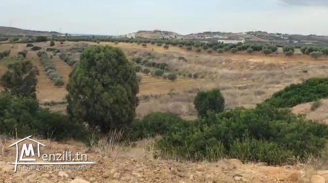 Terrain à vendre – Hammamet (El Menchar)