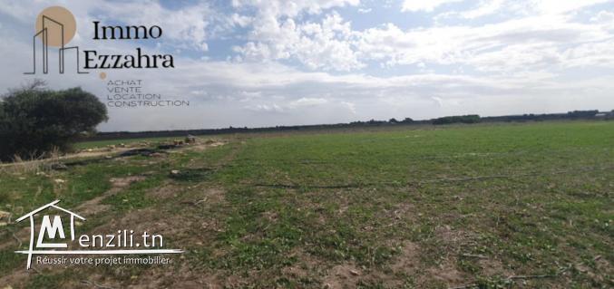 للبيع  44مرجع في ابان – الهوارية