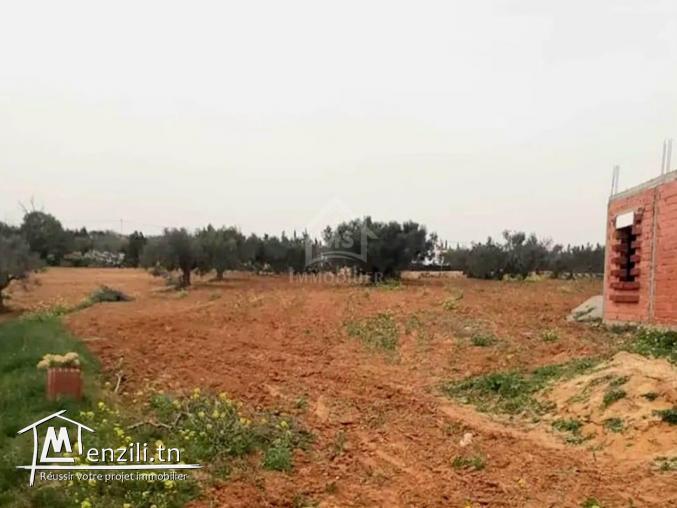 Terrain à vendre à 200 dt/m² à Hammamet Sud 51355351