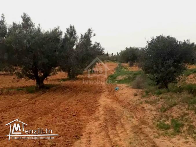 Terrain à vendre à 200 dt/m² à Hammamet Sud 51355351