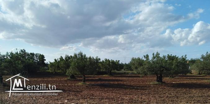 VENDS TERRAIN EN FACE DE L'ÉCOVILLAGE