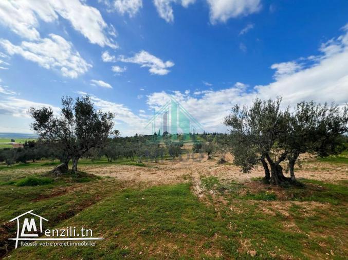 À Vendre – Ferme Oléicole de 16 Hectares
