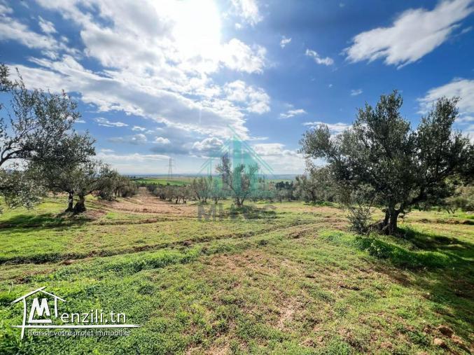 À Vendre – Ferme Oléicole de 16 Hectares