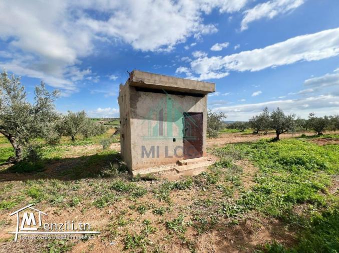 À Vendre – Ferme Oléicole de 16 Hectares