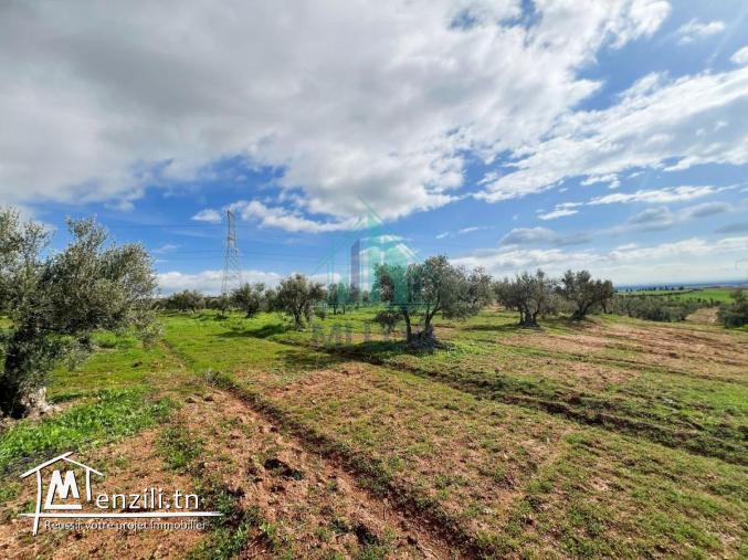 À Vendre – Ferme Oléicole de 16 Hectares