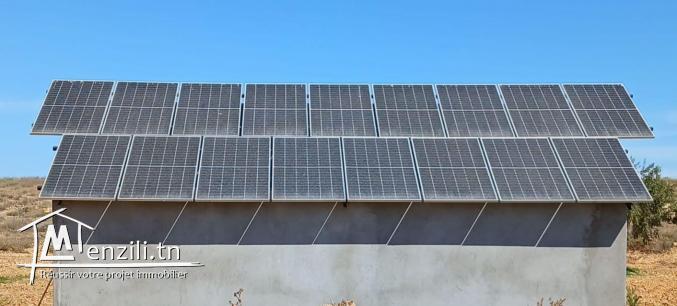 64 شجرة زيتون شملالي (24/24)6 شكاير800  شجرة زيتون كورونيكي