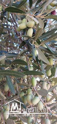 64 شجرة زيتون شملالي (24/24)6 شكاير800  شجرة زيتون كورونيكي