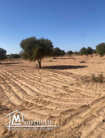 Terrain Agricole 11 000 m² avec 50 Oliviers