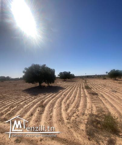 Terrain Agricole 11 000 m² avec 50 Oliviers