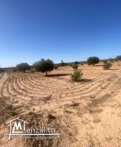 Terrain Agricole 11 000 m² avec 50 Oliviers