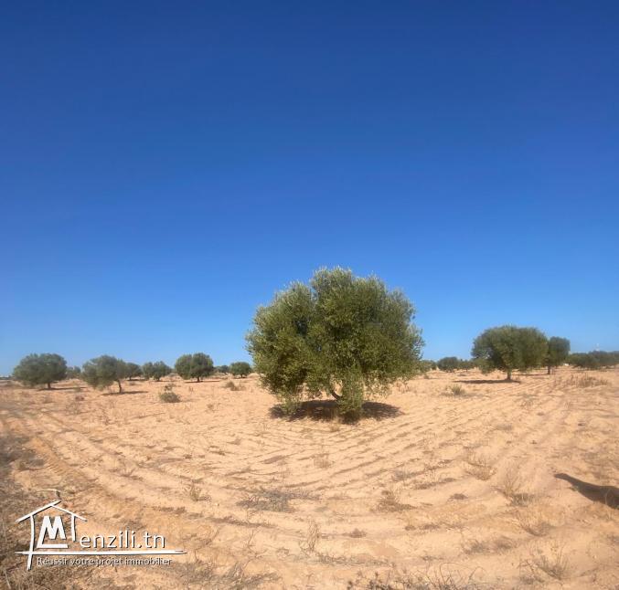 Terrain Agricole 11 000 m² avec 50 Oliviers