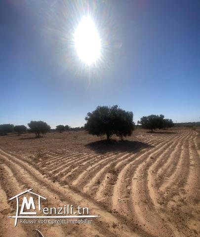 Terrain Agricole 11 000 m² avec 50 Oliviers