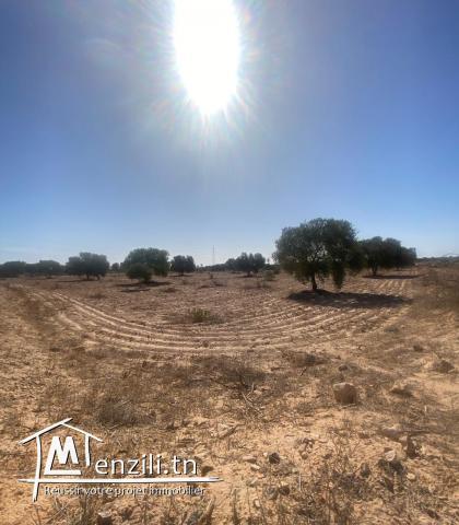 Terrain Agricole 11 000 m² avec 50 Oliviers