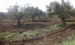 AV Belle ferme à borj amri