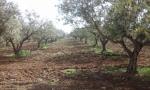 AV Belle ferme à borj amri