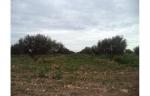 6 hectares et 760 zitouna