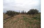 6 hectares et 760 zitouna