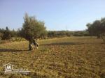 Joli terrain à vendre à Bizerte