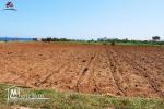 des hectares à Dar Allouch