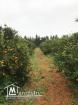 Ferme à vendre à Nabeul