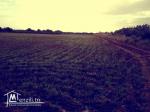 A vendre : Terrain Agricole (7 Hectares)