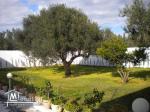 Villa dans les vergers de Hammamet à 650 MDT