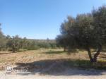 av un lot de terrain à la compagne  de Hammamet nord 23/3