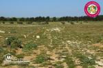 Terrain a vendre à Menzel Ibrahim Kélibia TLF 26 305 654