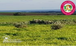 terrain a vendre à kéllibia menzel brahim pour plus d'info 26875066