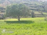 TERRAIN AGRICOL A RAFRAF