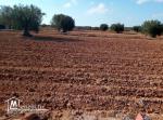 قطع ارض للبيع في عقارب-صفاقس Terrain à vendre Agareb-Sfax
