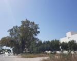 Terrain Nabeul -Plage Sidi Mahrsi 400m2