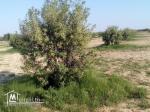 terrain agricole a vendre