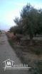 Terrain à sidi salah a 80000mille dinars
