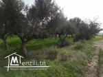 TERRAIN  A VENDRE A JINEN ENNASER
