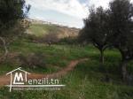 TERRAIN  A VENDRE A JINEN ENNASER