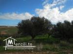 TERRAIN  A VENDRE A JINEN ENNASER