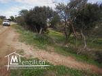 TERRAIN  A VENDRE A JINEN ENNASER