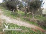 TERRAIN  A VENDRE A JINEN ENNASER