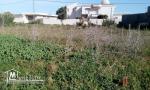 Un terrain constructible à Kélibia à bas prix