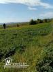 2 Hectares Borj Touil