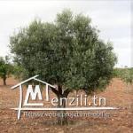 Terrain à Kalaa Essghira