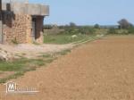 A vendre un terrain agricole à kelibia mansoura