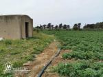 terrain agricole 21540 m² à haret chouara dar allouch