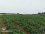 terrain agricole 21540 m² à haret chouara dar allouch