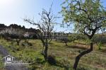 AV un terrain  à Hammamet sud (el monchar)