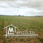 terrain agricole gafsa أرض فلاحية