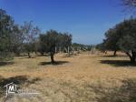 Un  terrain a vendre  a 2km de  CHOTT_MARIEM SOUSSE